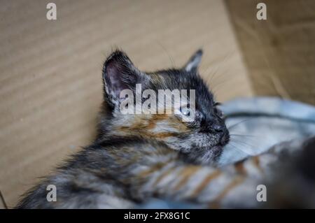Porträt eines gestreift und gefleckten, einen Monat alten Kätzchens mit dunklem Gesicht und blauen Augen, flacher Tiefenschärfe Stockfoto