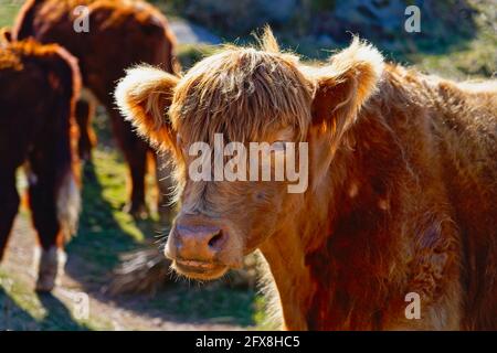 Eine junge Highland Cow in der Landschaft von Derbyshire auf einem Heller Frühlingstag Stockfoto