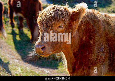 Nahaufnahme einer jungen Highland Cow, die in der steht Helles Frühlingssonnenlicht Stockfoto