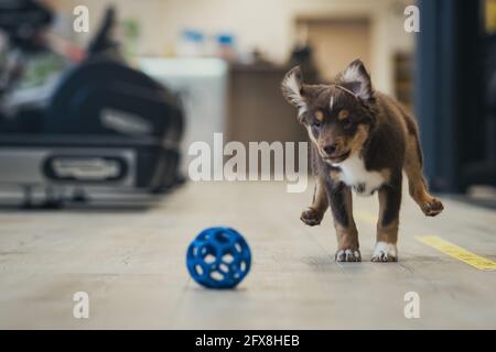 Niedlicher brauner australischer Schäferhund, der nach einem blauen Ball läuft, während er zu Hause spielt Stockfoto