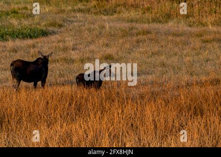 Elchkuh und Kalb fressen zusammen auf offenem Feld Stockfoto