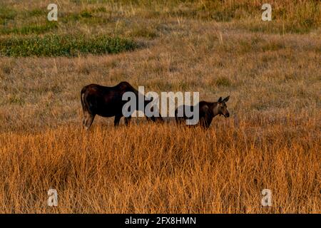 Elchkuh und Kalb fressen zusammen auf offenem Feld Stockfoto