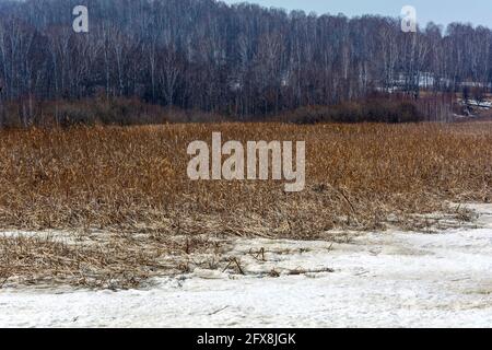 Trockenes Schilf auf einem eisbedeckten Teich am Fluss USt-Strelina, Region Kemerowo-Kusbass Stockfoto