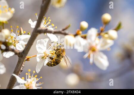 Honigbiene sammelt Pollen an der weißen Blume. Bienen sammeln Honig. Biene auf weißer Blume auf blauem Hintergrund. Stockfoto