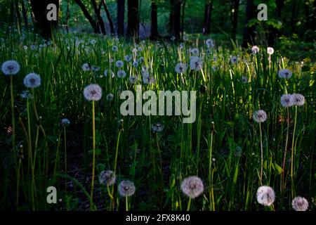 Waldrasen mit flauschigen Waldlauch an einem Frühlingstag Stockfoto