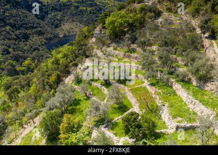 Frankreich, Ardeche, Nationalpark Cevennes, regionaler Naturpark Monts d'Ardeche, Les Vans, Naves Village, kultivierte Terrassen mit Olivenbäumen bepflanzt Stockfoto