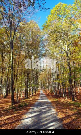 Herbstwaldstraße in Laubbuche Wald, Chriby, Tschechische Republik Stockfoto