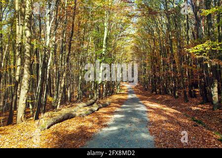 Herbstwaldstraße in Laubbuche Wald, Chriby, Tschechische Republik Stockfoto