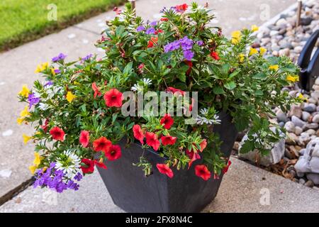 Ein Blumentopf voller roter, gelber, violetter und weißer Millionen Glocken und anderer Blumen Stockfoto