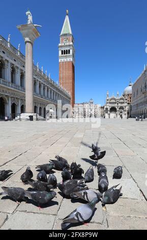 Venedig in Italien während der Sperre mit wenigen Menschen und Die Tauben fressen die Krümel auf dem Markusplatz Und der hohe Glockenturm Stockfoto