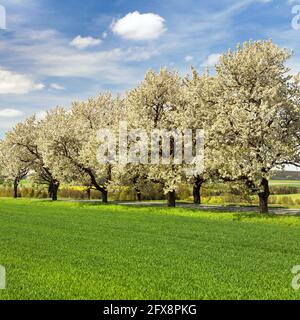 Straße und Allee von blühenden Kirschbäumen in lateinischem Prunus cerasus mit schönem Himmel. Weiß gefärbter blühender Kirschbaum Stockfoto