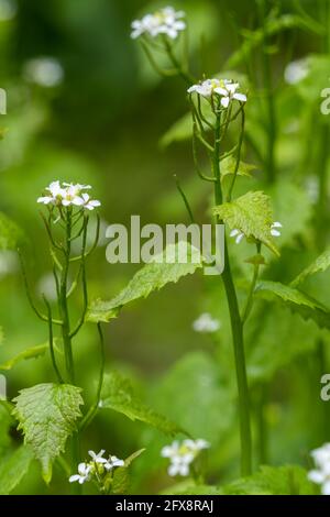 Knoblauchsenf (Alliaria petiolata) blüht im Frühling in Cornwall Stockfoto