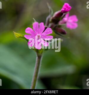 Roter Campion (Silene dioica) wächst im Frühling in Cornwall Stockfoto