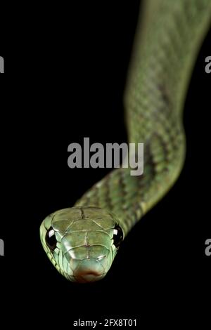 Westliche grüne Mamba (Dendroaspis Viridis) Stockfoto