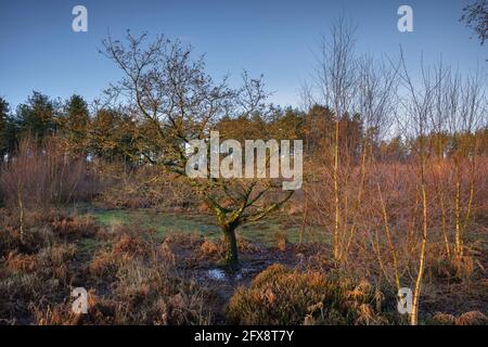 Ein heller Morgen in Cleddon, in der Nähe von Trellech. Stockfoto