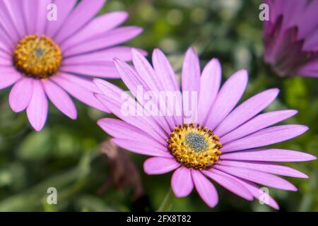 Winterharte Pflanze in Großbritannien, England, blüht im Frühsommer mit Gänseblümchen-ähnlichen Blüten und gelber Mitte Stockfoto