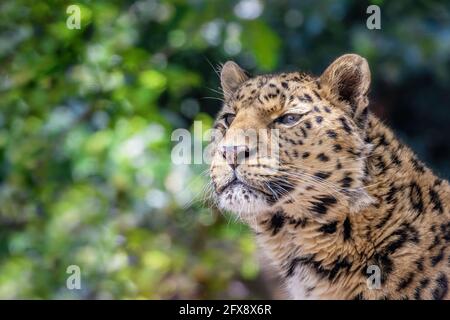 Amur-Leopard, Panthera pardus orientalis, Nahaufnahme Porträt vor Laubhintergrund. Eine der seltensten Wildkatzen der Welt und kritisch endang Stockfoto