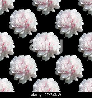 Floraler Hintergrund. Nahtloses Muster mit Pfingstrosenblume isoliert auf schwarzem Hintergrund Stockfoto
