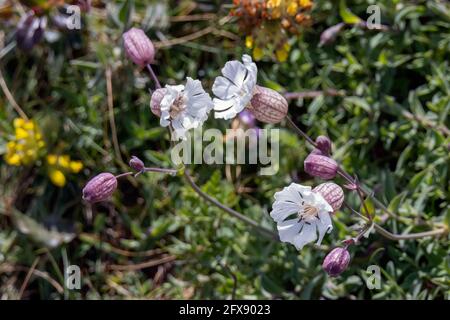 Sea Campion (Silene uniflora) Wächst an der Küste bei Hells Mouth in der Nähe von Hayle in Cornwall Stockfoto