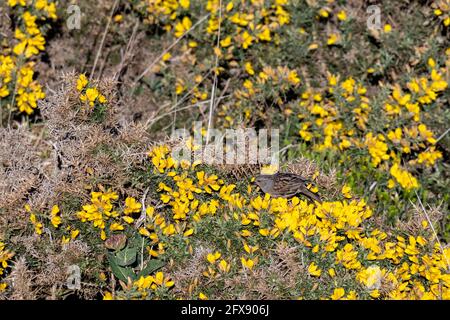 Dunnock (Heckenakzentuor) auf einem blühenden Gorse-Busch Stockfoto