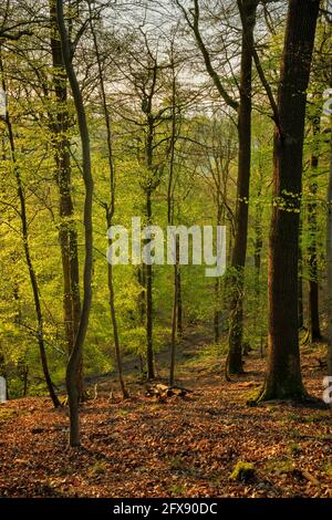 Sonnenlicht durch Buchenbäume im Wald von Dean. Stockfoto