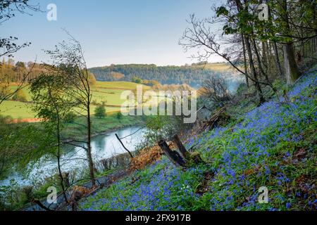 Bluebells im unteren Wye-Tal bei Monmouth. Stockfoto