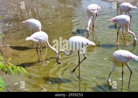 Rosa Flamingos stehen auf einem Bein. Stockfoto