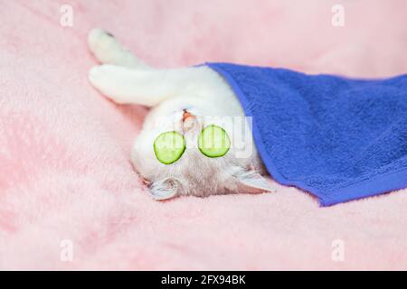 Die britische Kurzhaar-Chinchilla-Katze liegt mit Gurkenscheiben vor ihren Augen. Schönheitssalon für Haustiere. Rosafarbener Hintergrund, Humor. Stockfoto