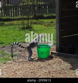 Ringschwanz Lemur trinkt aus einem grünen Eimer Stockfoto