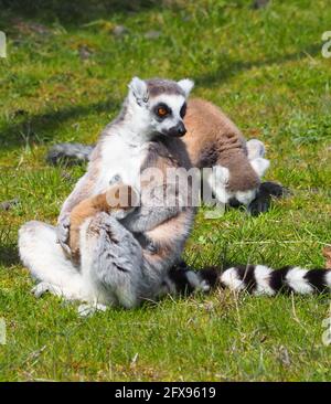 Ringschwanz Lemur stillt ihr Baby Stockfoto