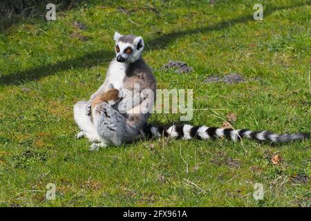 Ringschwanz Lemur stillt ihr Baby Stockfoto