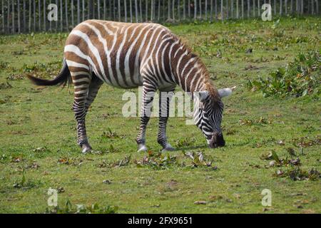 Manloses Zebra, das die Frühlingssonne und das Gras genießt Stockfoto