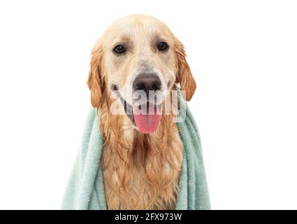 Golden Retriever Hund in der Badewanne nach dem Waschen Stockfoto