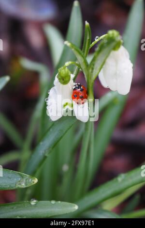 Marienkäfer fing im frühen Morgentau, auf einem Schneeglöpfen Stockfoto