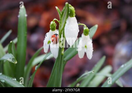 Marienkäfer fing im frühen Morgentau, auf einem Schneeglöpfen Stockfoto