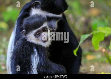 Gemankte Guereza (Colobus guereza), auch östlicher oder abessinischer schwarz-weißer Kolobus, jugendlich mit Mutter Stockfoto