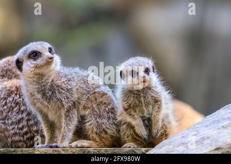 Gruppe von Erdmännchen (suricata suricatta), Erwachsene mit Jungtieren Stockfoto