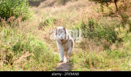 Alaskan Malamute läuft auf sonnigem Feld Stockfoto