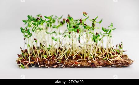 Bio-mikrogrüne Züchtungen Stockfoto