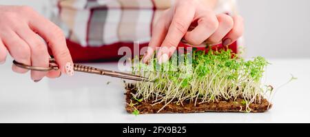 Bio-mikrogrüne Züchtungen Stockfoto