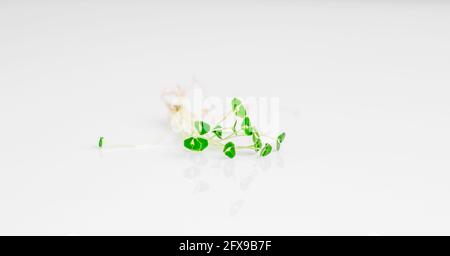 Bio-mikrogrüne Züchtungen Stockfoto