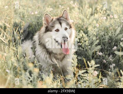 Alaskan Malamute sitzt seitwärts im Gras Stockfoto