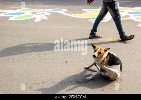 Straßenhund Ich habe dieses Bild am 20. Februar 2018 aus Dhaka, Bangladesch, Südasien aufgenommen Stockfoto