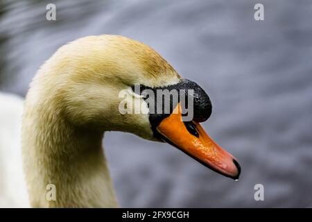 Cygnets. Weiße Höckerschwan (Cygnus Olor), Familie Erwachsener und mehrere Cygnets Schwimmen im Wasser im späten Frühjahr im Vereinigten Königreich. Mute weiß Cygnets. Stockfoto