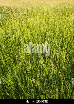 Blühender wilder Bromus madritensis, Brummpflanzen mit Fuchsschwanz, auf einer malerischen Sommerwiese. Verschiedene grünende Kraut, vertikalen Schuss. Idyllische ländliche Natur, Stockfoto