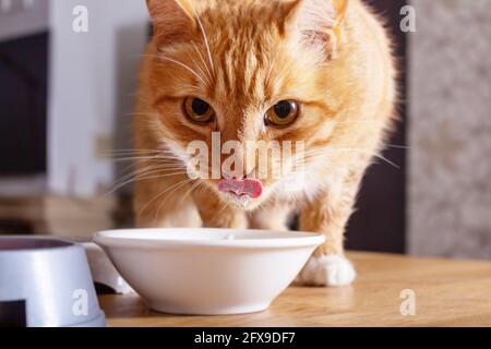 Ingwer-Katze leckt über eine Schüssel Milch. Stockfoto