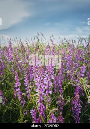 Lila Wiese mit blühenden getufteten Vetch-Blüten. Wild vicia cracca, eine kriechende Pflanze mit violetten Blütenblättern, ähnlich der Erbsenvegetation. Nahaufnahme Bilderq Stockfoto