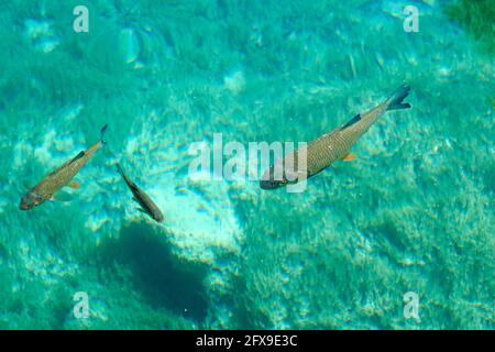 Nahaufnahme von Unterwasserfischen im Nationalpark Plitvicer Seen in Kroatien an einem sonnigen Tag Stockfoto