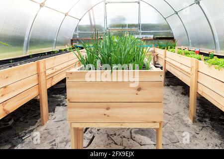 DIY Holzpalette mit riased Garten Bett und grün wachsen Frische Bio-selbst gewachsene Frühlingszwiebeln und Gemüsesprossen Sämlinge in umweltfreundlichen Klein Stockfoto