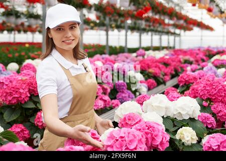 Schöne weibliche Floristin in Kappe und Schürze Untersuchung Zustand der bunten Hortensien in Töpfen. Junge Frau, die Pflanzen in einem riesigen Gewächshaus anordnete. Stockfoto